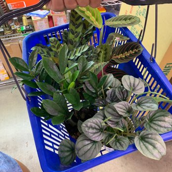 Rainbow - Love this place!! - Nurseries & Gardening Near Me - Rosemead, California Rainbow - Love this place!! - Nurseries & Gardening Near Me - Rosemead, California