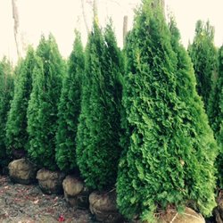 A.N.T. Nursery