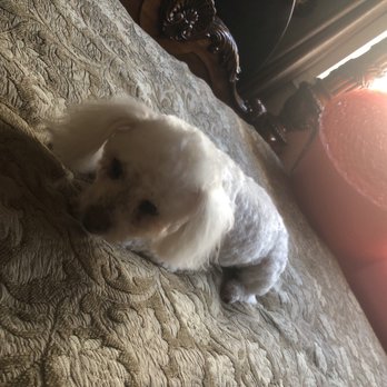 Doodle Doos Mobile Dog Grooming - Pet Groomers Near Me