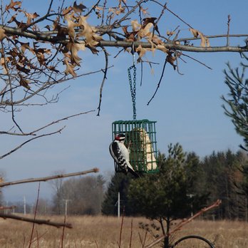 Montezuma Audubon Center - Woodpecker - Hiking Near Me - Savannah, New York Montezuma Audubon Center - Woodpecker - Hiking Near Me - Savannah, New York
