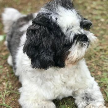 ActivDogs - Dog Walkers Near Me - Daly City, California