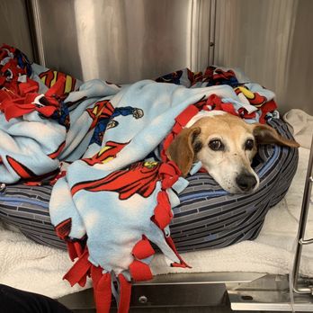 Veterinary Emergency Group - Emergency Pet Hospital Near Me - Santa Monica, California Veterinary Emergency Group - Emergency Pet Hospital Near Me - Santa Monica, California