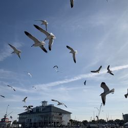 The Point - Feeding the birds