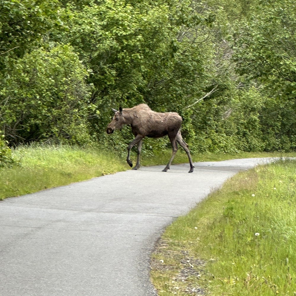 Alaska Trail Guides - Bike tours Near Me Alaska Trail Guides - Bike tours Near Me