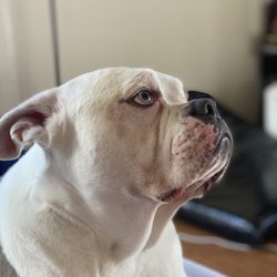 Aloha Nui Mobile Veterinary Care - Fur baby!