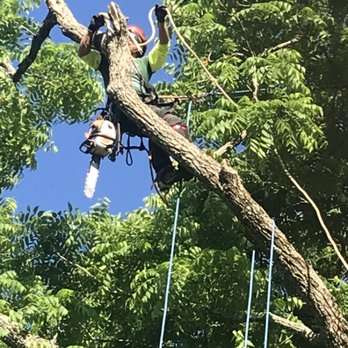 Robles Tree Service - a man on a tree - Tree Services Near Me - Cincinnati, Ohio Robles Tree Service - a man on a tree - Tree Services Near Me - Cincinnati, Ohio