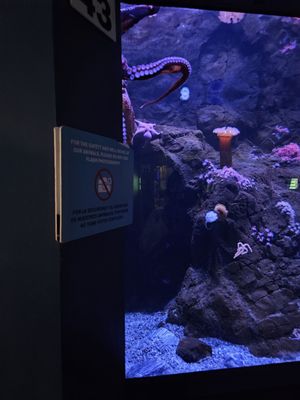 OdySea Aquarium by null