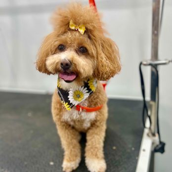 Zoomin Groomin - Nanuet, NY - Pet Groomers Near Me Zoomin Groomin - Nanuet, NY - Pet Groomers Near Me
