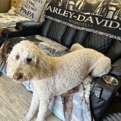 Loving Pets Grooming - Dog