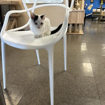 Kitty Brew Cat Cafe - Pet Adoption Near Me - Mason, Ohio