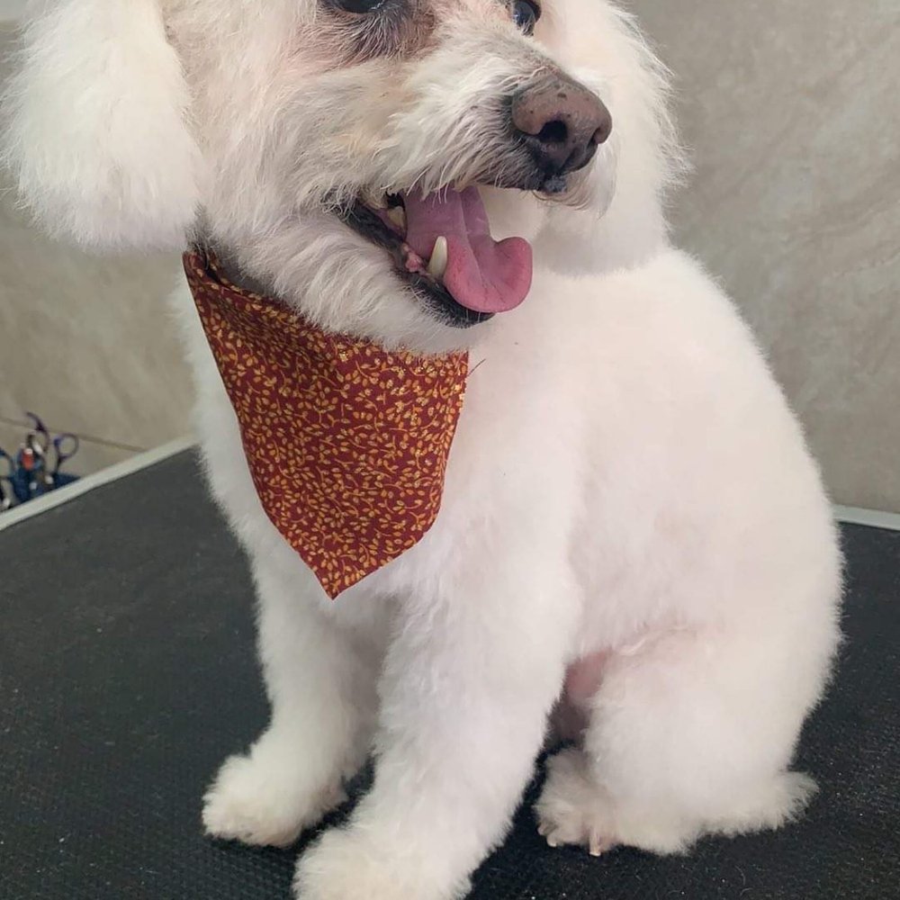 K9 Loft - My little mans Thanksgiving post groom photo op by Priscilla! - Pet Groomers Near Me - Sherman Oaks, California K9 Loft - My little mans Thanksgiving post groom photo op by Priscilla! - Pet Groomers Near Me - Sherman Oaks, California