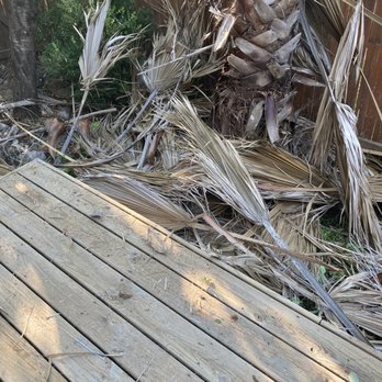 Cristian Luna Tree Service - Palm tree Debris - Tree Services Near Me Cristian Luna Tree Service - Palm tree Debris - Tree Services Near Me