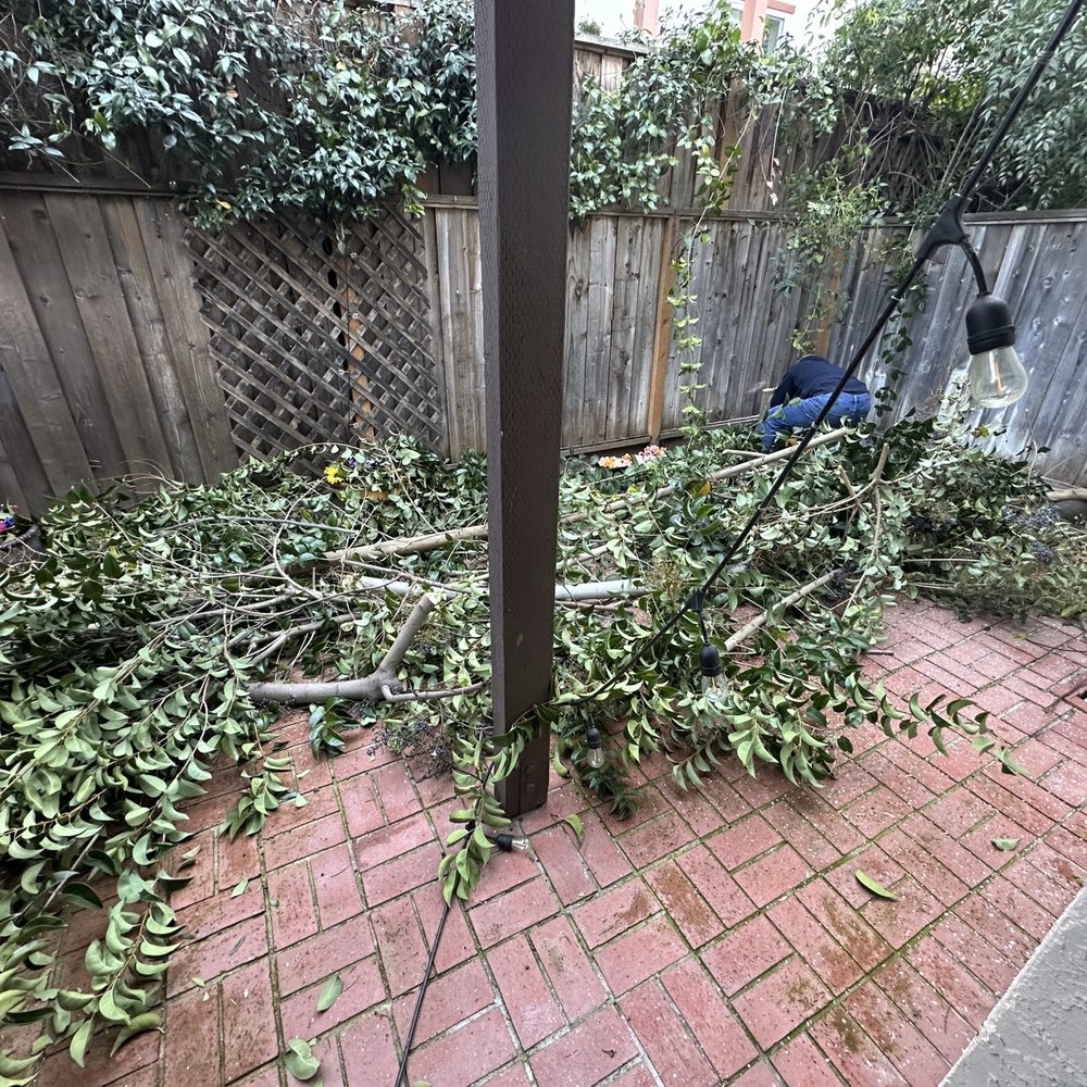 4 Seasons Tree Services - Volunteer trees that needed to be removed - Tree Services Near Me