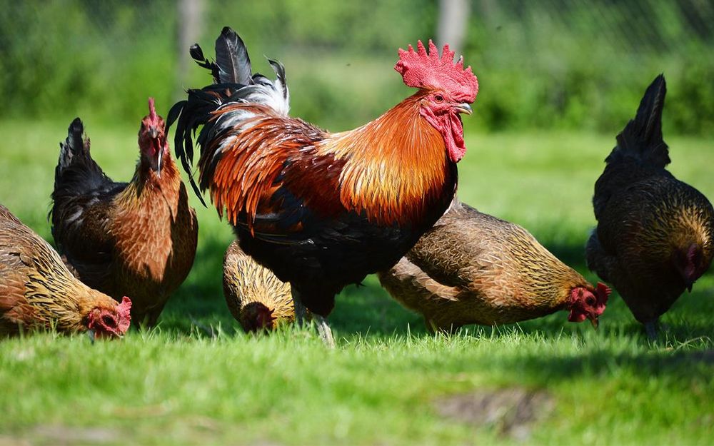 PURITY FEED FARM & GARDEN CENTRE Updated September 2024 73 Photos