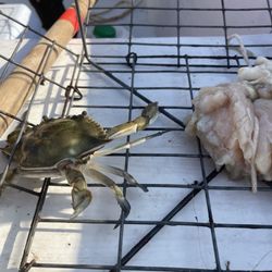 Whale Creek Marina - Crab, bait and cages