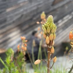 Verve Coffee Roasters - Flower Bed