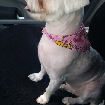 Poochie's Pet Club - Ready to head back home to where the treats are! Thank you, Nicole! See you in a few months! - Pet Groomers Near Me - Visalia, California Poochie's Pet Club - Ready to head back home to where the treats are! Thank you, Nicole! See you in a few months! - Pet Groomers Near Me - Visalia, California