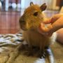 Photo of Bambi's Mini Petting Farm