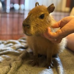 Bambi's Mini Petting Farm - Baby capybara's love for you to scratch under their chin
