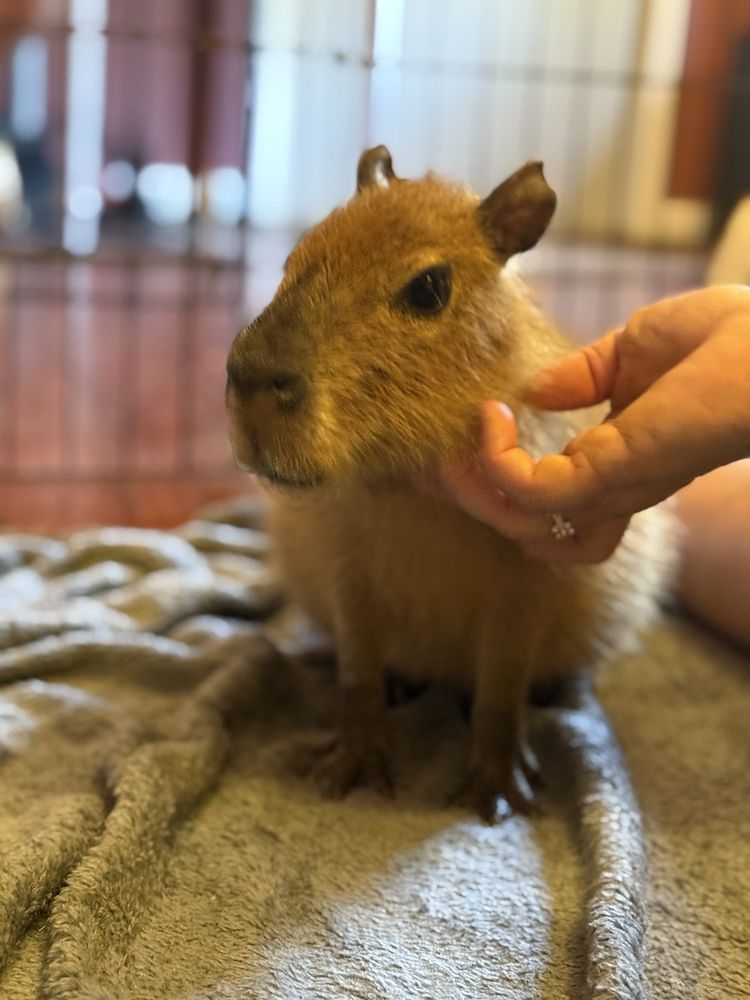 Bambi's Mini Petting Farm Logo