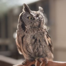Liberty Wildlife Rehabilitation Foundation - Screech owl