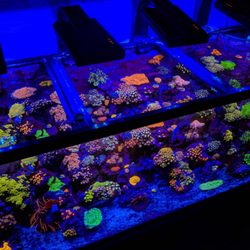 Palmetto Reef
