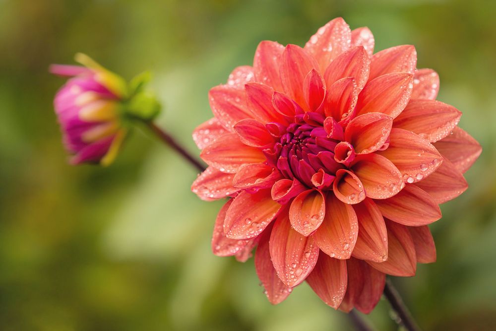 STADLER NURSERIES 23 Photos & 16 Reviews Nurseries & Gardening