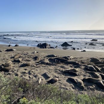 Elephant Seal Vista Point - Beaches Near Me - San Simeon, California Elephant Seal Vista Point - Beaches Near Me - San Simeon, California
