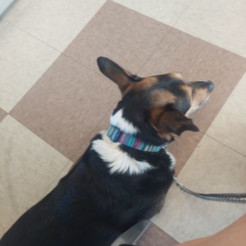 Randhurst Animal Hospital - Otis relaxing before appointment - Veterinarians Near Me - Mount Prospect, Illinois Randhurst Animal Hospital - Otis relaxing before appointment - Veterinarians Near Me - Mount Prospect, Illinois