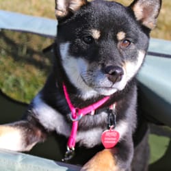 Vallejo Dog Training Club