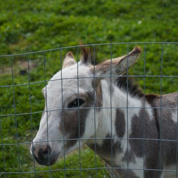 Elmvale Jungle Zoo - Zoos Near Me - Elmvale, Ontario