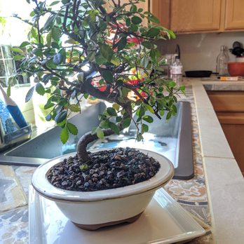 Brussel's Bonsai Nursery - Nurseries & Gardening Near Me - Olive Branch, Mississippi