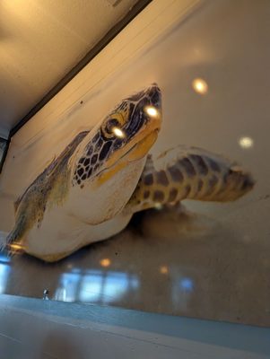 Tortuga's Saltwater Grill by null