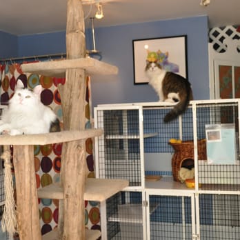 All My Kitties - inside kitty condos - Pet Boarding Near Me - Seattle, Washington All My Kitties - inside kitty condos - Pet Boarding Near Me - Seattle, Washington