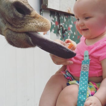 Aloha Safari Park - Emily enjoying the giraffe! - Zoos Near Me - Cameron, North Carolina Aloha Safari Park - Emily enjoying the giraffe! - Zoos Near Me - Cameron, North Carolina