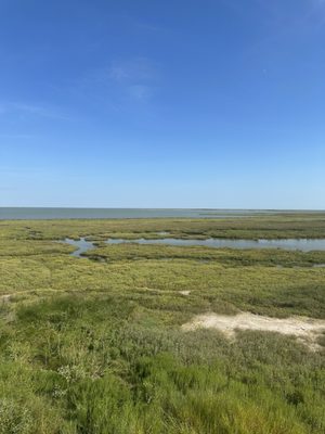Aransas National Wildlife Refuge by null