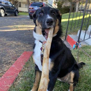 Urban Hound - Pet Groomers Near Me - Reno, Nevada