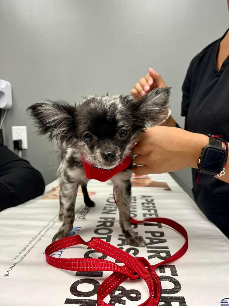 Golden Heart Veterinary Care Image