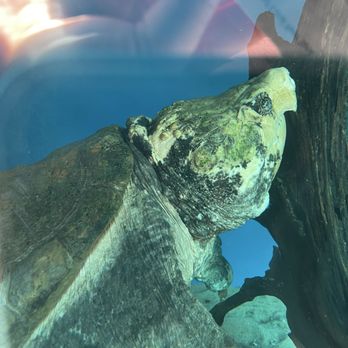 Florida Keys Aquarium Encounters - The alligator turtle - Aquariums Near Me - Marathon, Florida Florida Keys Aquarium Encounters - The alligator turtle - Aquariums Near Me - Marathon, Florida