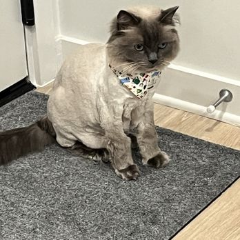 Pet Magic RVA - Pet Groomers Near Me - Richmond, Virginia