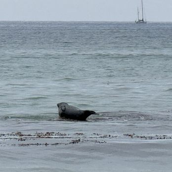 Cal Coast Adventures - Passed a seal while doing the beach bike tour - Bike Rentals Near Me - Santa Barbara, California Cal Coast Adventures - Passed a seal while doing the beach bike tour - Bike Rentals Near Me - Santa Barbara, California