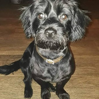 That Crazy Dog Lady - Before his spa day ! - Pet Groomers Near Me - Glendale, Arizona That Crazy Dog Lady - Before his spa day ! - Pet Groomers Near Me - Glendale, Arizona