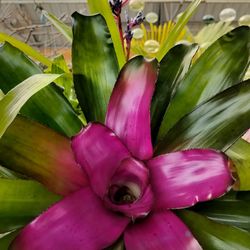 Martinson's Garden Works