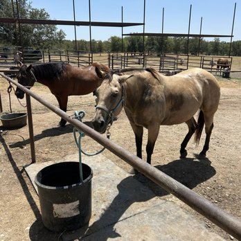 Southern Trails - Some more horses!! - Horseback Riding Near Me - Manor, Texas Southern Trails - Some more horses!! - Horseback Riding Near Me - Manor, Texas