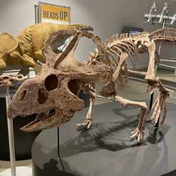 Stamford Museum & Nature Center - Dinosaur bones