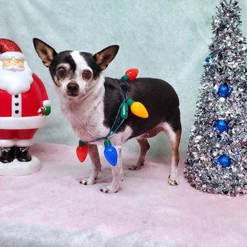 Nicole Dunn Mobile Grooming - Pet Groomers Near Me - Riverside, California