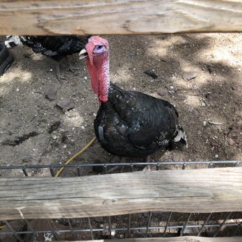 Bearizona - Turkey time! - Zoos Near Me - Williams, Arizona Bearizona - Turkey time! - Zoos Near Me - Williams, Arizona