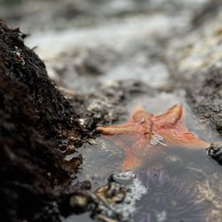Russian Gulch State Park - Seastar in tide pool