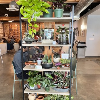Corridor Flow - Plants that they sell - Coffee & Tea Near Me - Lomita, California Corridor Flow - Plants that they sell - Coffee & Tea Near Me - Lomita, California