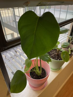 The Mellow Mission by null